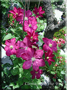 Clematis photograph