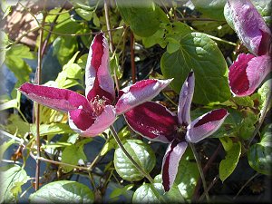 Clematis photograph