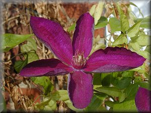 Clematis photograph