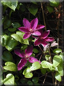 Clematis photograph