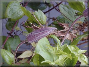 Clematis photograph