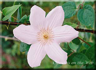 Clematis photograph