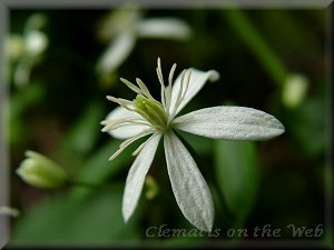 Clematis photograph