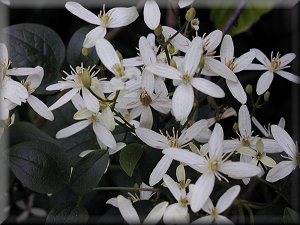 Clematis photograph