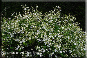 Clematis photograph