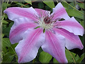 Clematis photograph