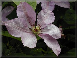 Clematis photograph