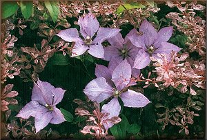 Clematis photograph