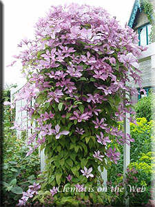 Clematis photograph