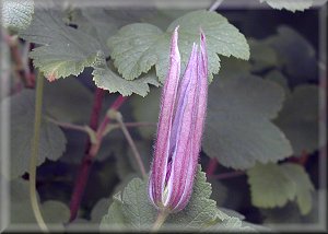 Clematis photograph