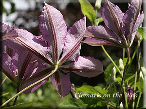 Clematis photograph