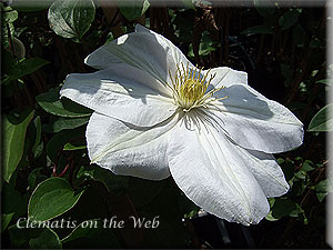 Clematis photograph