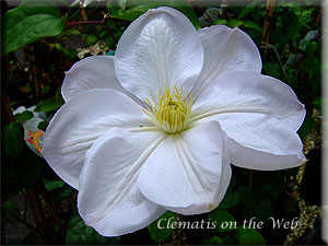 Clematis photograph