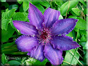 Clematis photograph