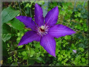 Clematis photograph