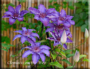 Clematis photograph