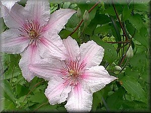 Clematis photograph