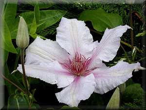 Clematis photograph