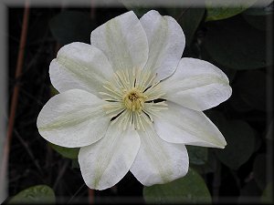 Clematis photograph