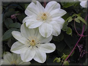 Clematis photograph