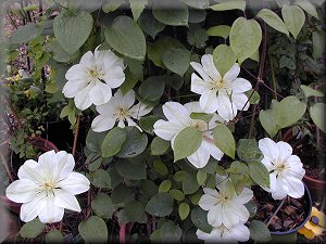 Clematis photograph