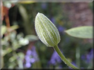 Clematis photograph