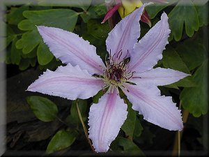 Clematis photograph