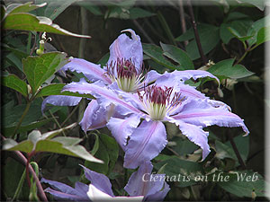 Clematis photograph