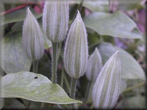 Clematis photograph