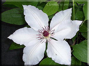 Clematis photograph