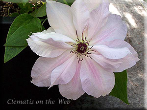 Clematis photograph