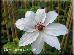 Clematis photograph