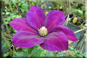 Clematis photograph