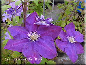 Clematis photograph