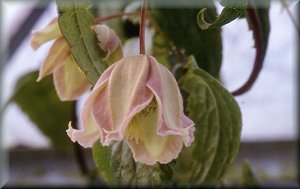 Clematis photograph