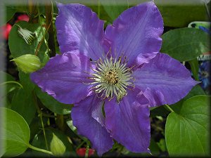 Clematis photograph