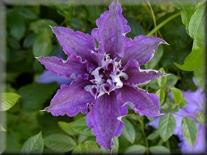 Clematis photograph