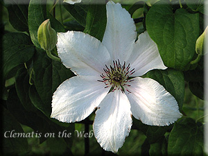 Clematis photograph