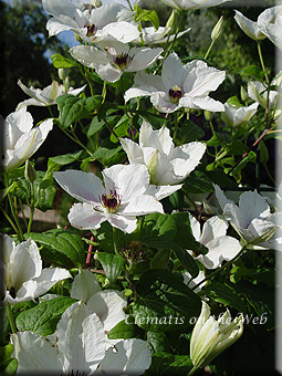 Clematis photograph