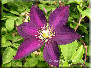 Clematis photograph