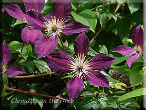 Clematis photograph