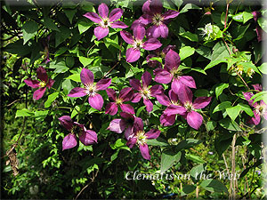 Clematis photograph