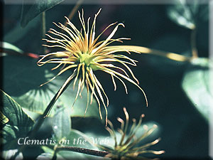 Clematis photograph