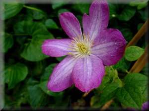 Clematis photograph