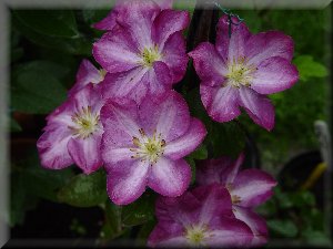 Clematis photograph