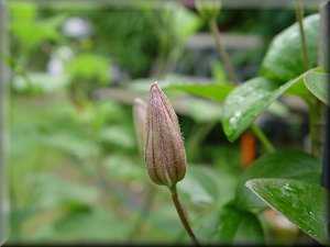 Clematis photograph