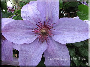 Clematis photograph