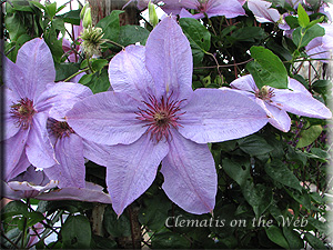 Clematis photograph