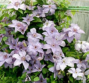 Clematis photograph