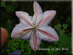 Clematis photograph